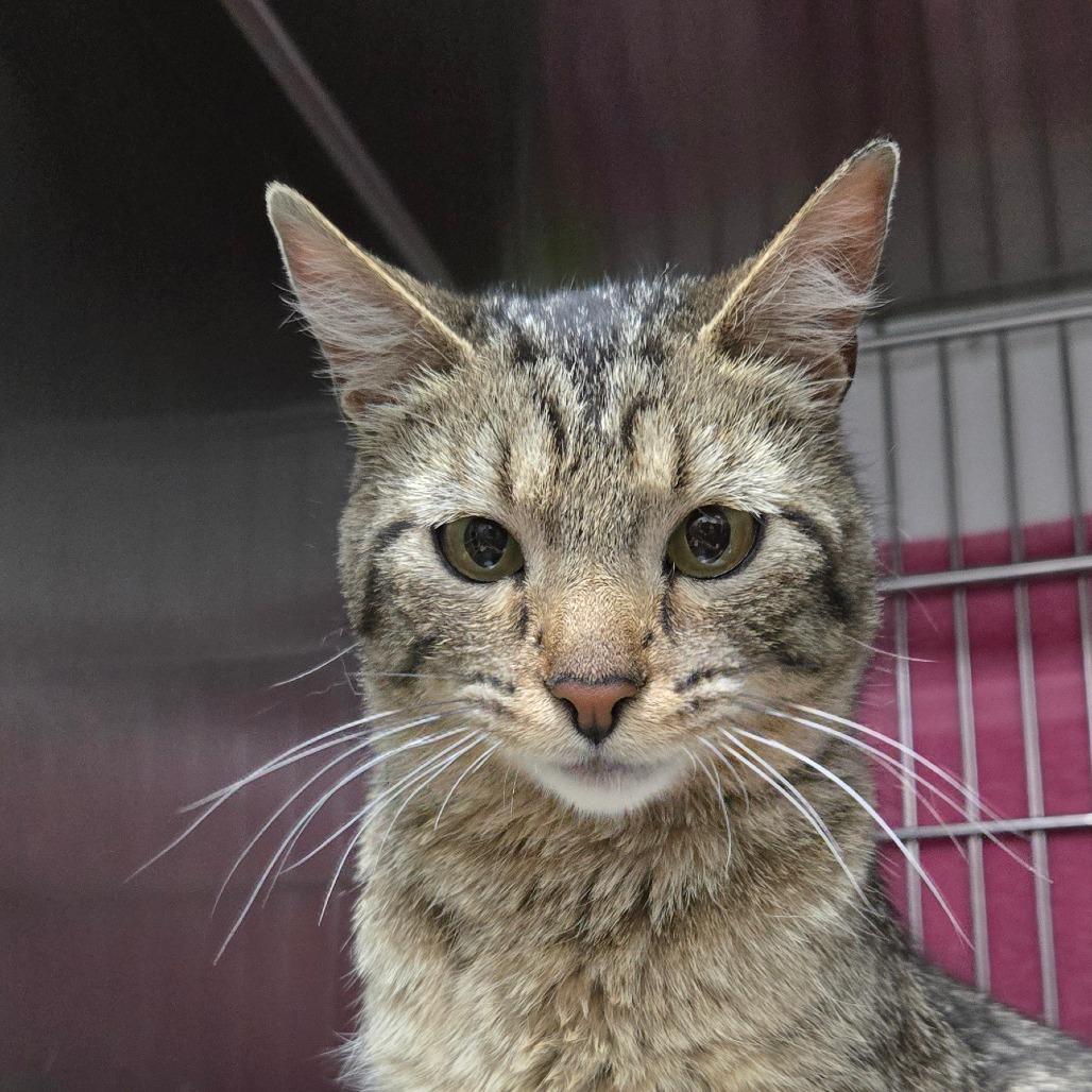 Catalina, Adoptable, Adult Female Domestic Short Hair.