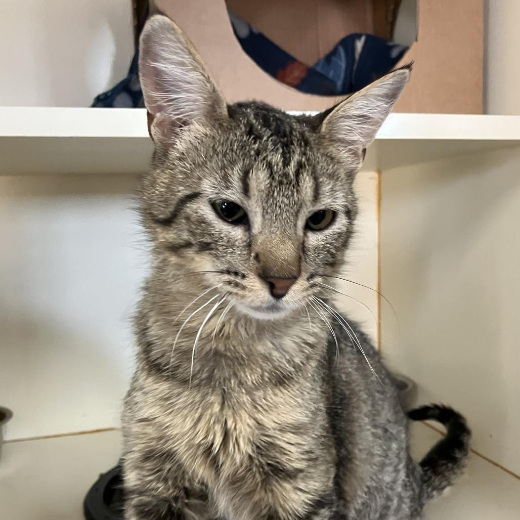 Catalina, a Adoptable Domestic Short Hair in Idaho Falls, ID image 2/5
