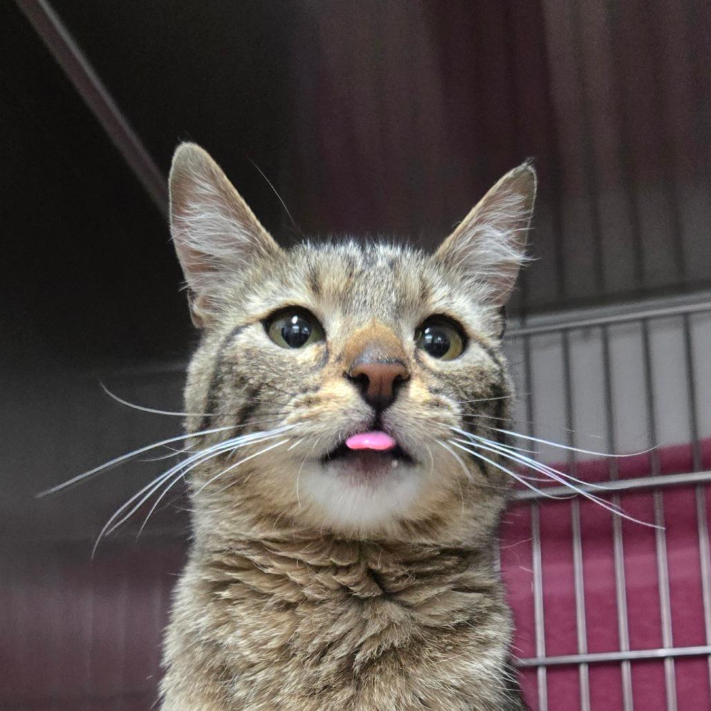 Catalina, a Adoptable Domestic Short Hair in Idaho Falls, ID image 3/5