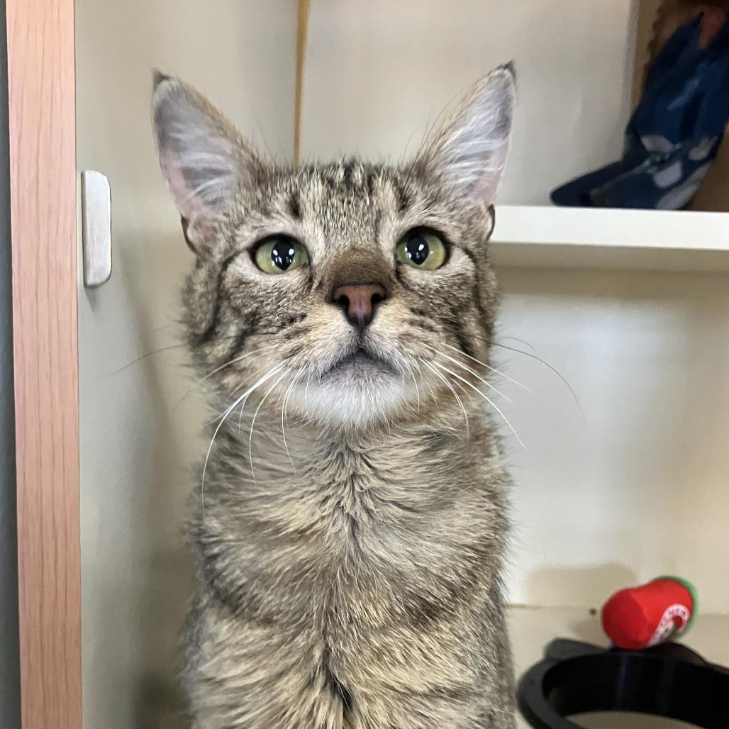 Catalina, a Adoptable Domestic Short Hair in Idaho Falls, ID image 4/5