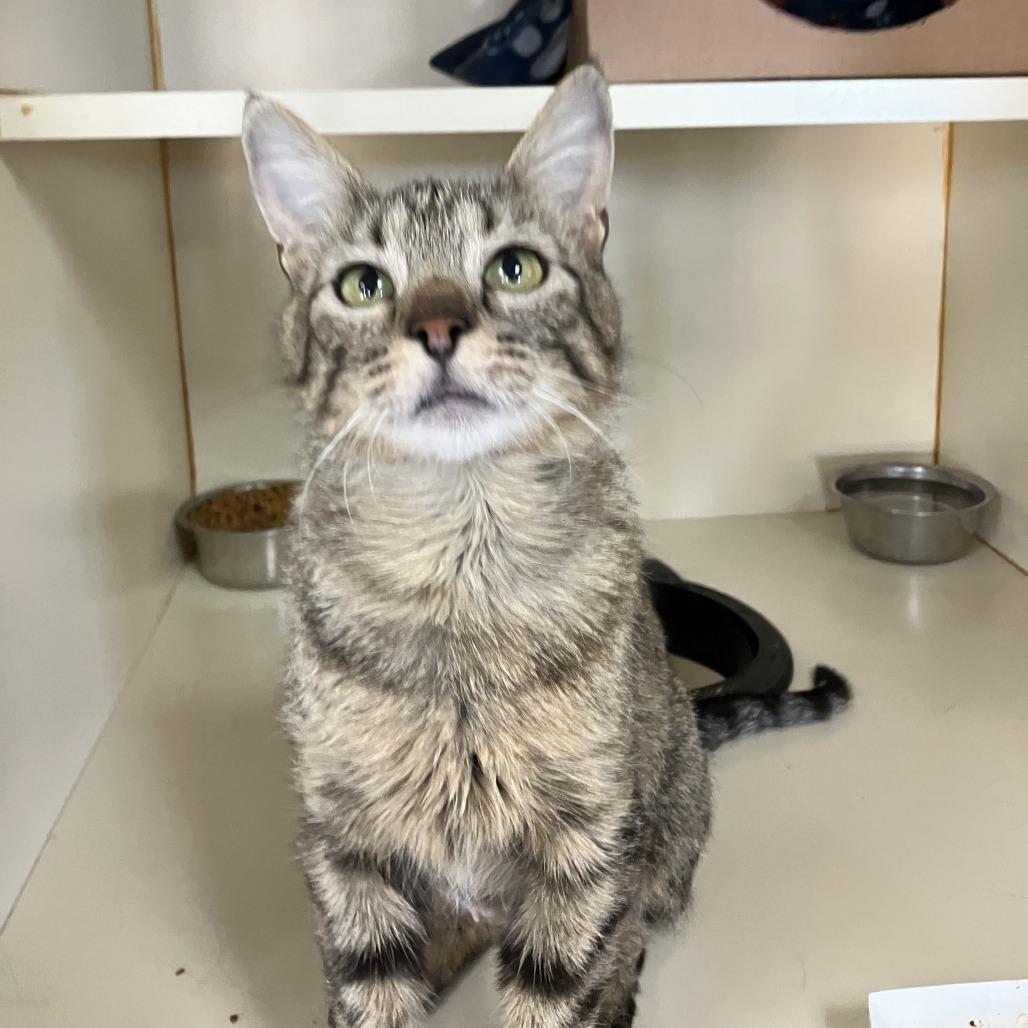 Catalina, a Adoptable Domestic Short Hair in Idaho Falls, ID image 5/5