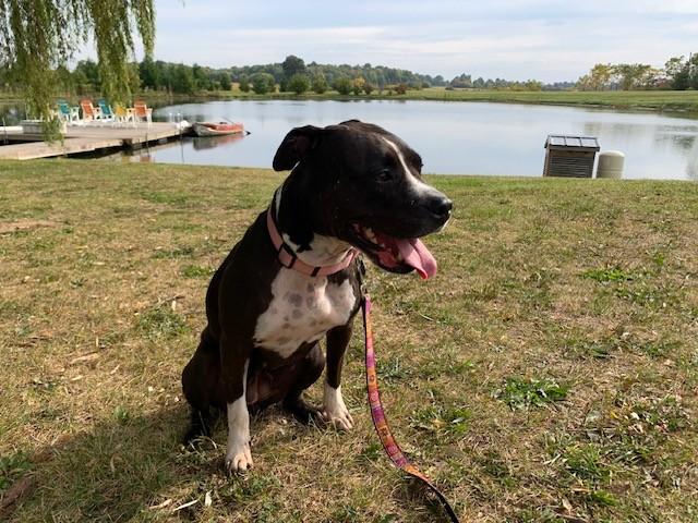 Enlarge Maisie, a Adoptable mixed breed in Hamilton, ON image 1/6