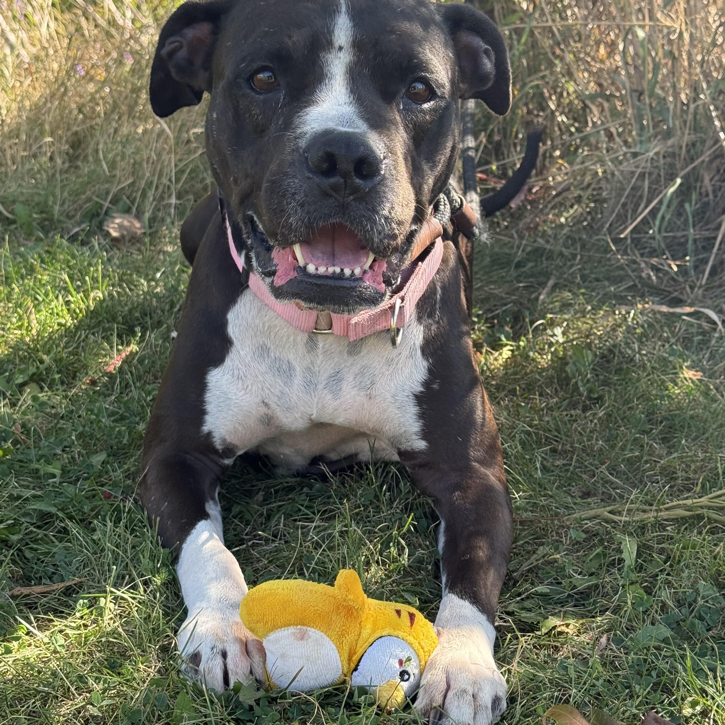 Enlarge Maisie, a Adoptable mixed breed in Hamilton, ON image 2/6