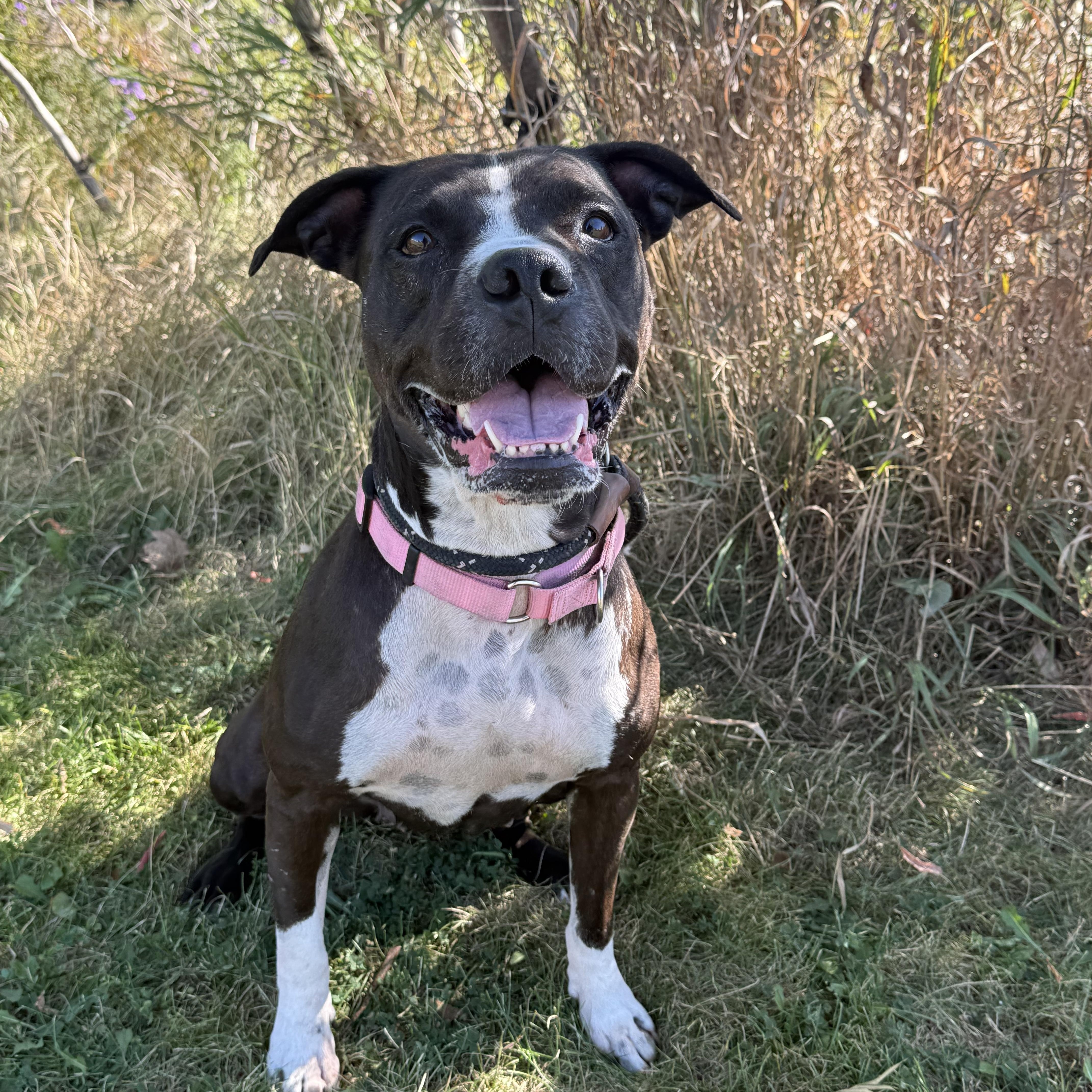 Enlarge Maisie, a Adoptable mixed breed in Hamilton, ON image 5/6