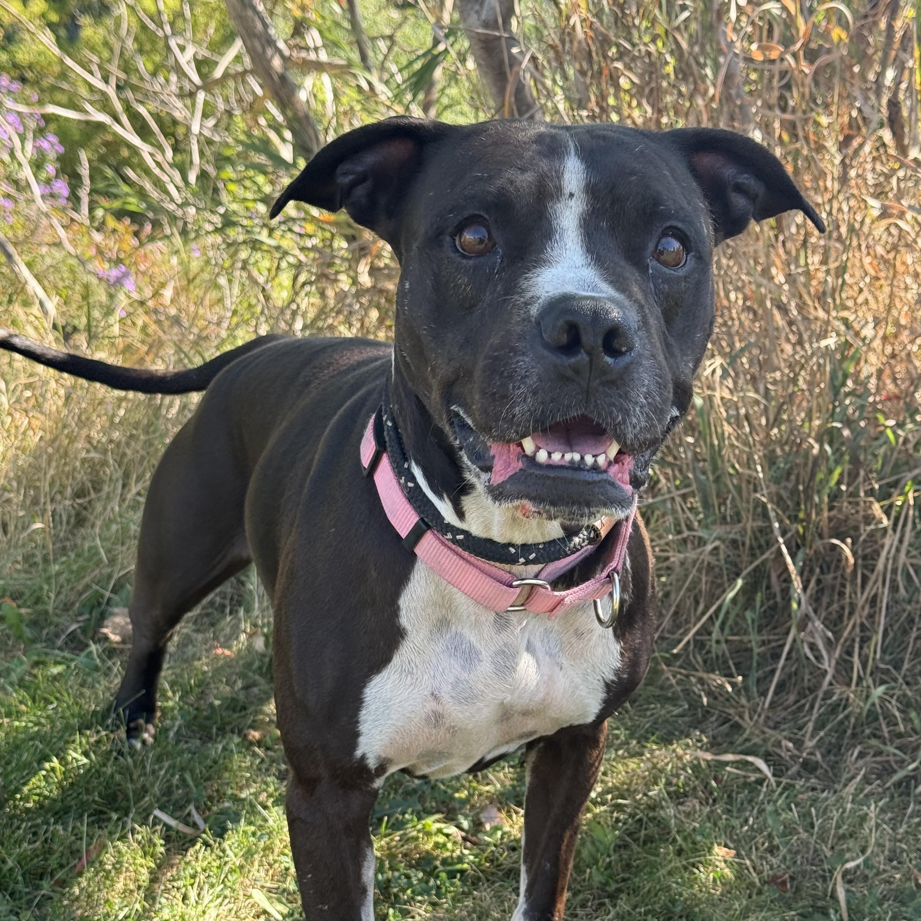 Enlarge Maisie, a Adoptable mixed breed in Hamilton, ON image 3/6