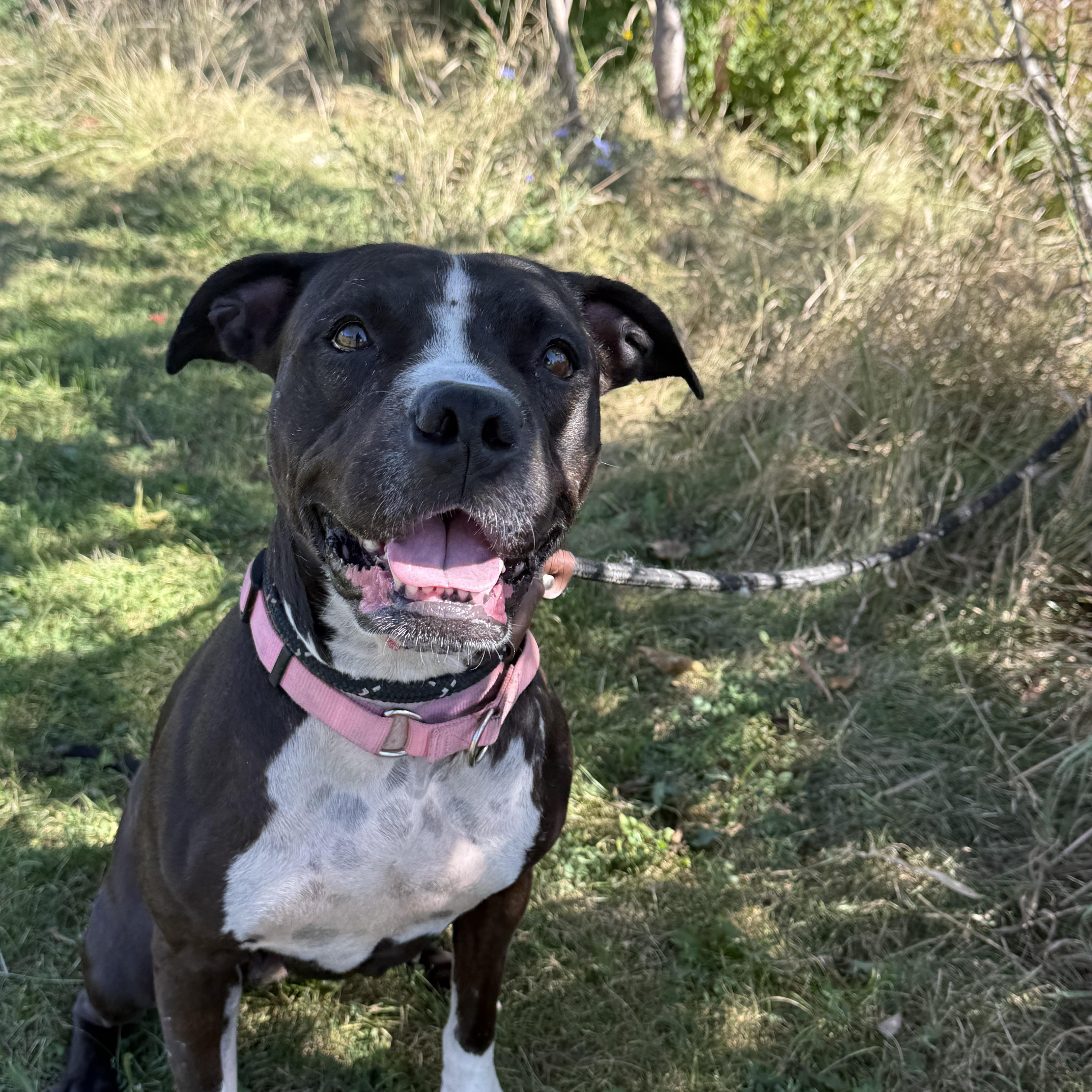 Enlarge Maisie, a Adoptable mixed breed in Hamilton, ON image 6/6