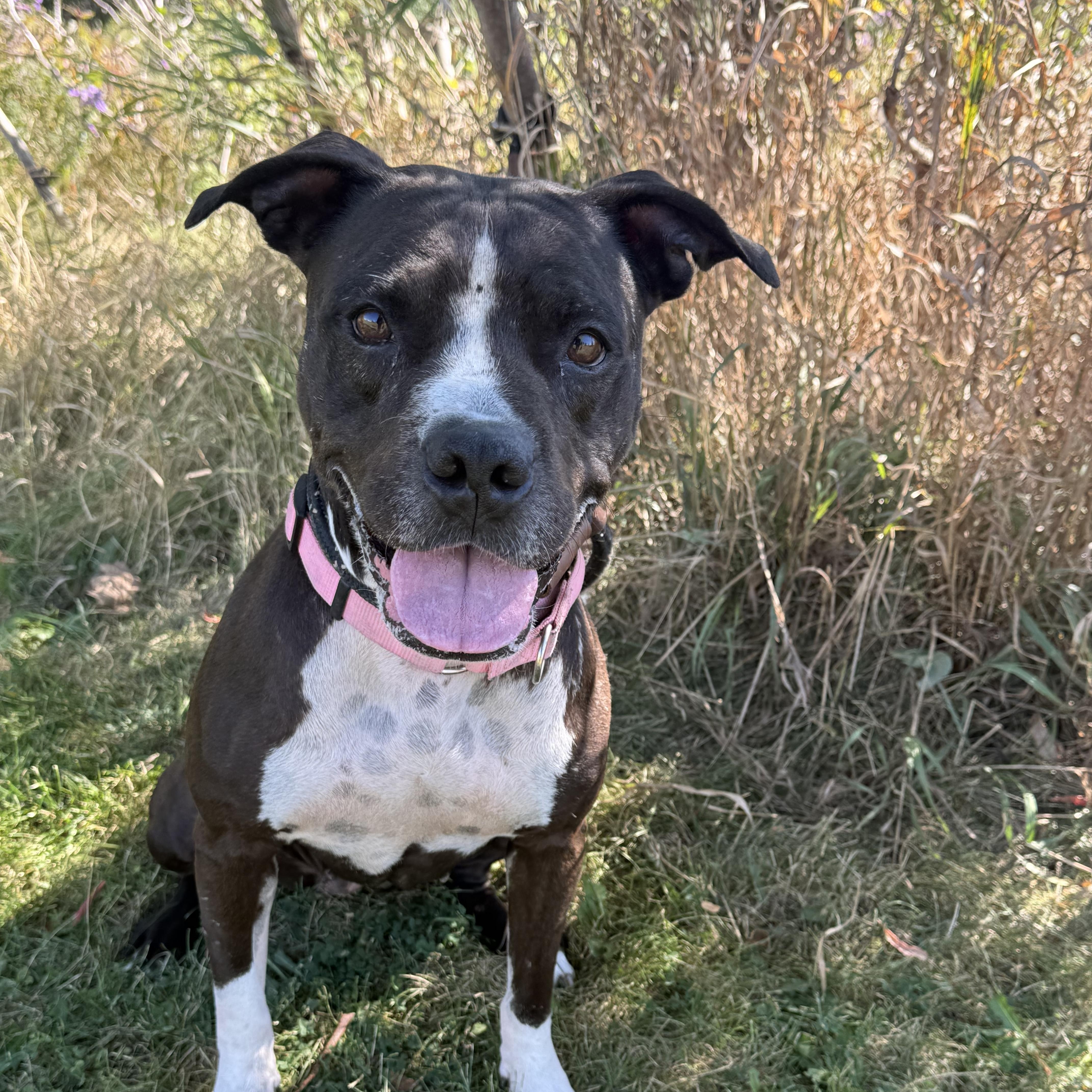 Enlarge Maisie, a Adoptable mixed breed in Hamilton, ON image 4/6