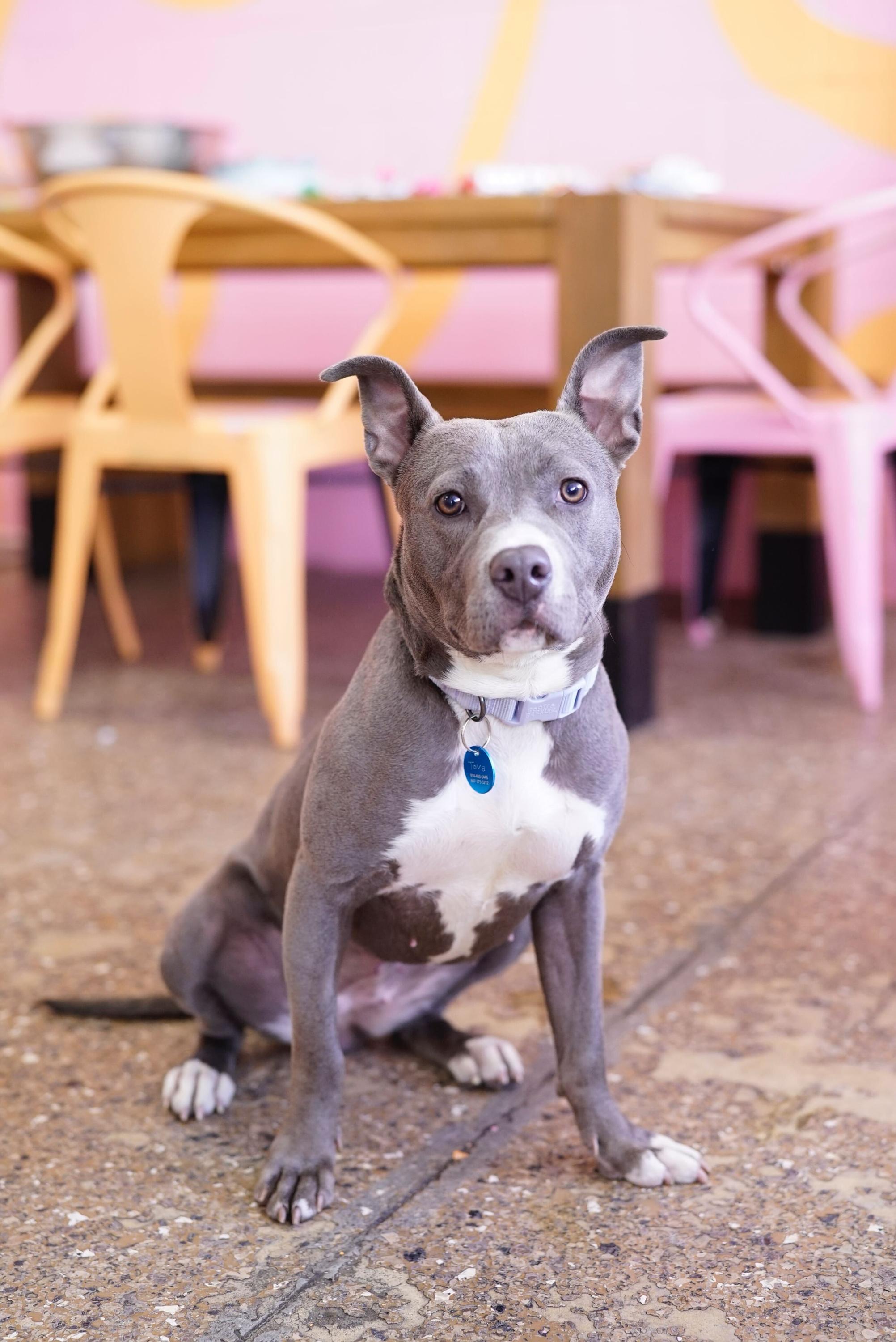 Enlarge Tova, a Adoptable mixed breed in Pasadena, CA image 1/6