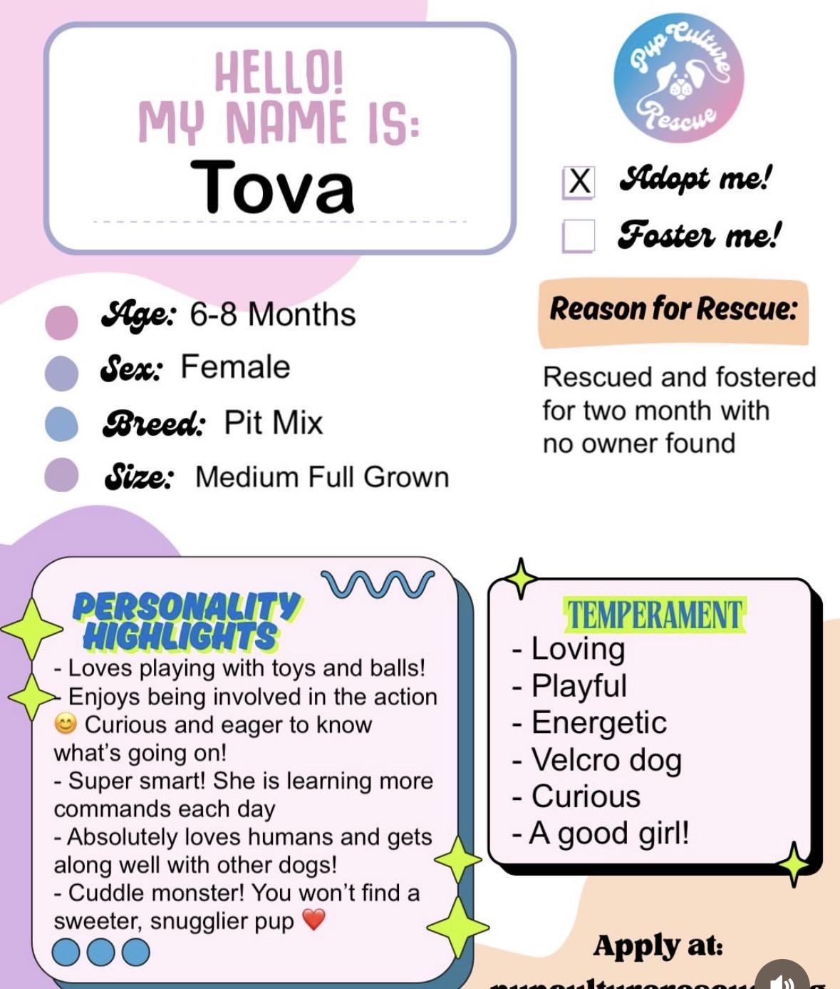 Enlarge Tova, a Adoptable mixed breed in Pasadena, CA image 2/6