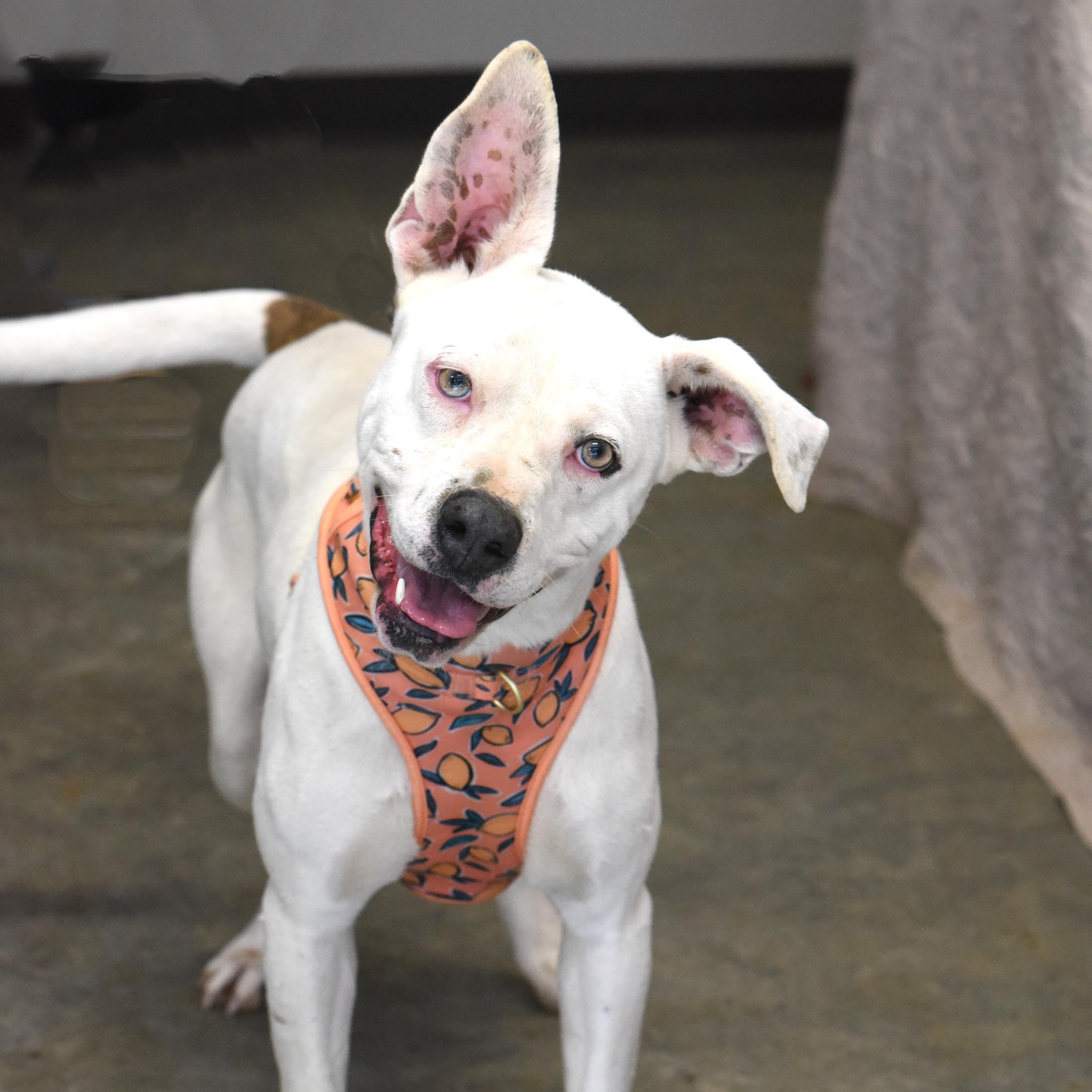 Enlarge Iris, a Adoptable mixed breed in Hot Springs, AR image 1/1