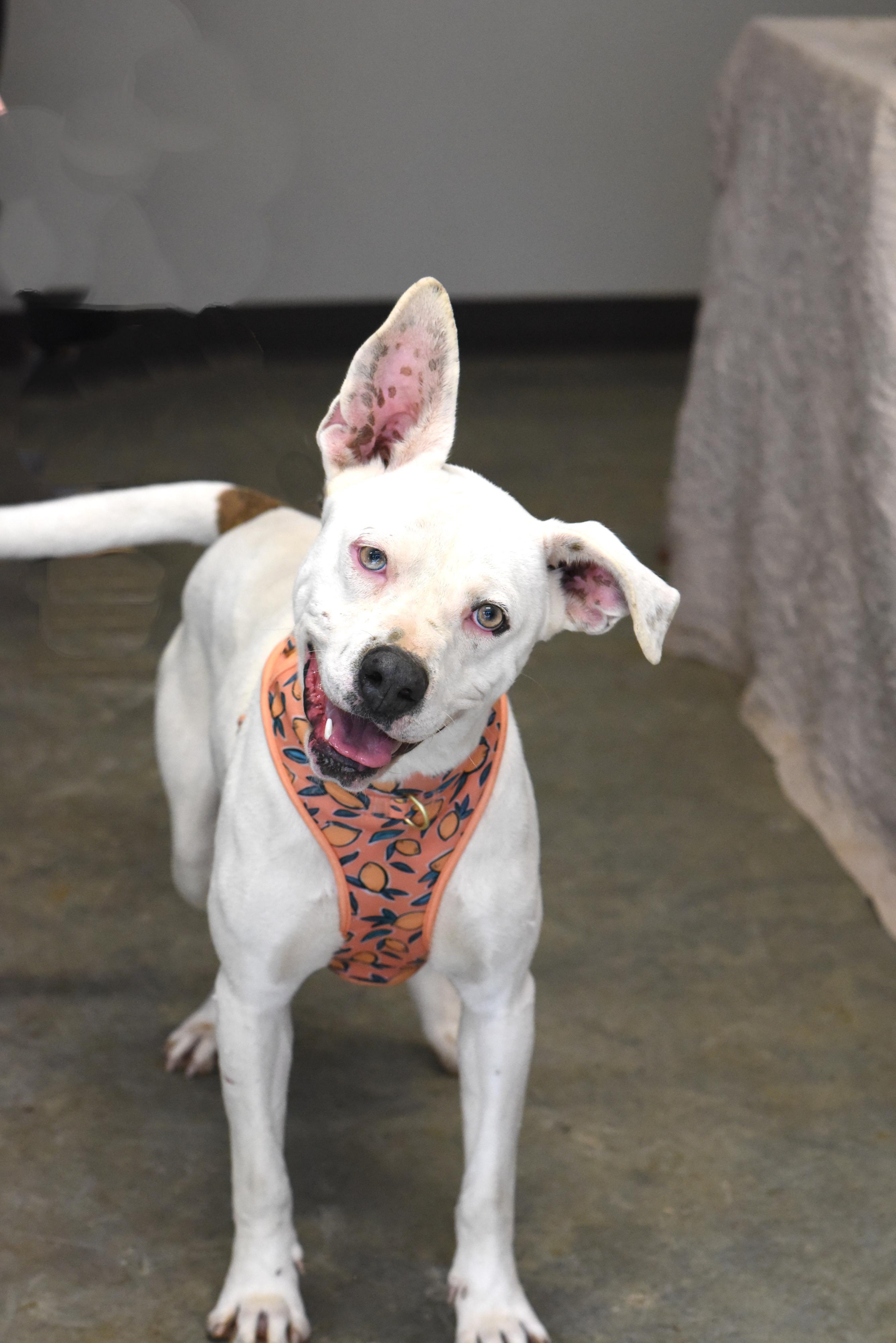 Enlarge Iris, a Adoptable mixed breed in Hot Springs, AR image 1/1