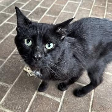 Knight, Adoptable, Adult Male Domestic Medium Hair.
