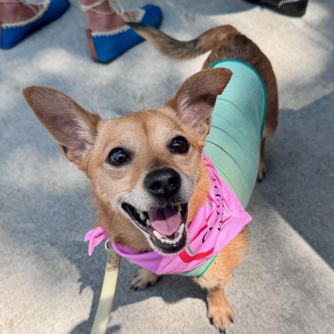 Missy, Adoptable, Adult Female Chihuahua.