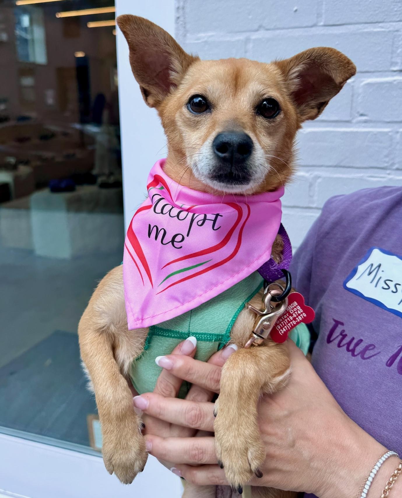 Enlarge Missy, a Adoptable mixed breed in Brooklyn, NY image 6/6