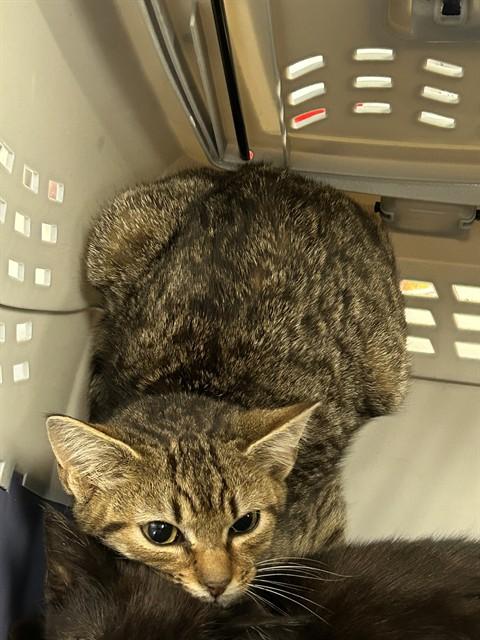 STINKFLY, Adoptable, Young Female Domestic Short Hair.