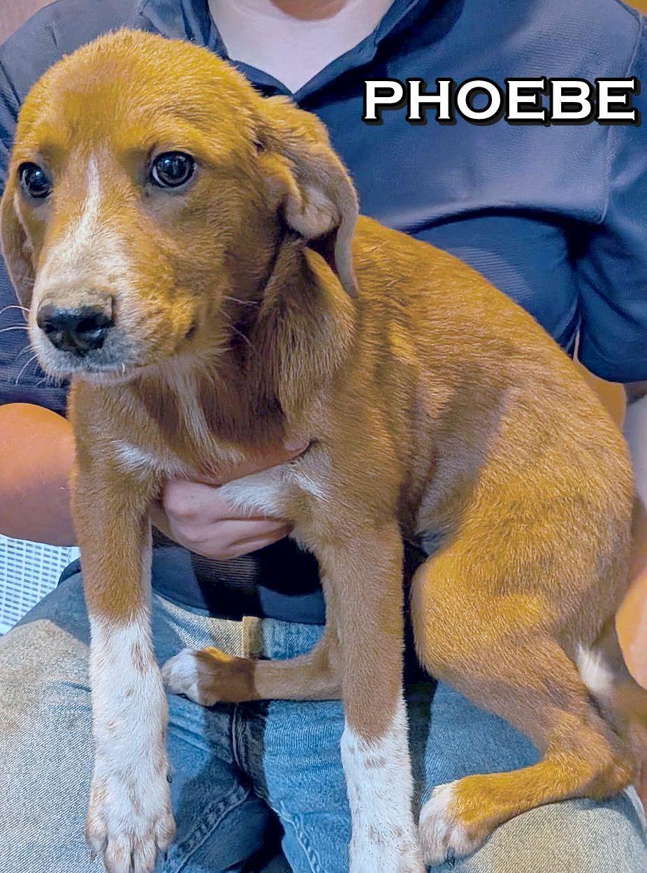 PHOEBE, a Adoptable mixed breed in Melbourne, AR image 2/2