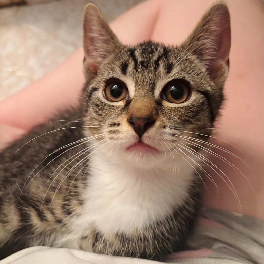 Alex {Bonded to Ruble}, Adoptable, Kitten Male Domestic Short Hair.