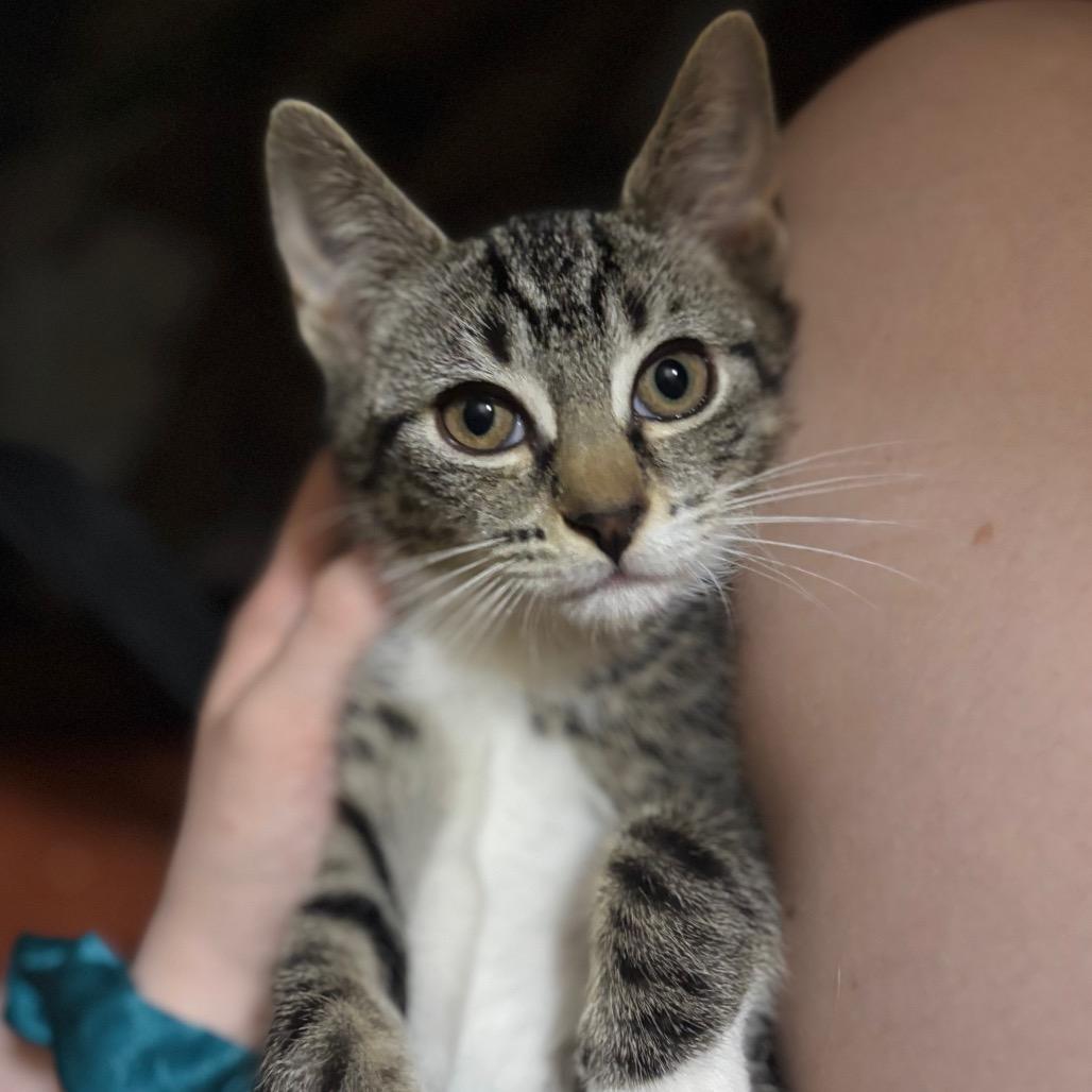Enlarge Alex {Bonded to Ruble}, a Adoptable Domestic Short Hair in Woodbury, NJ image 2/4