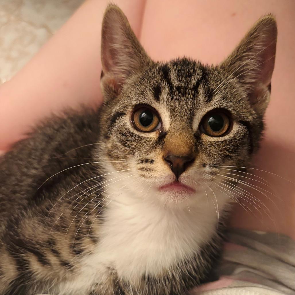 Enlarge Alex {Bonded to Ruble}, a Adoptable Domestic Short Hair in Woodbury, NJ image 3/4
