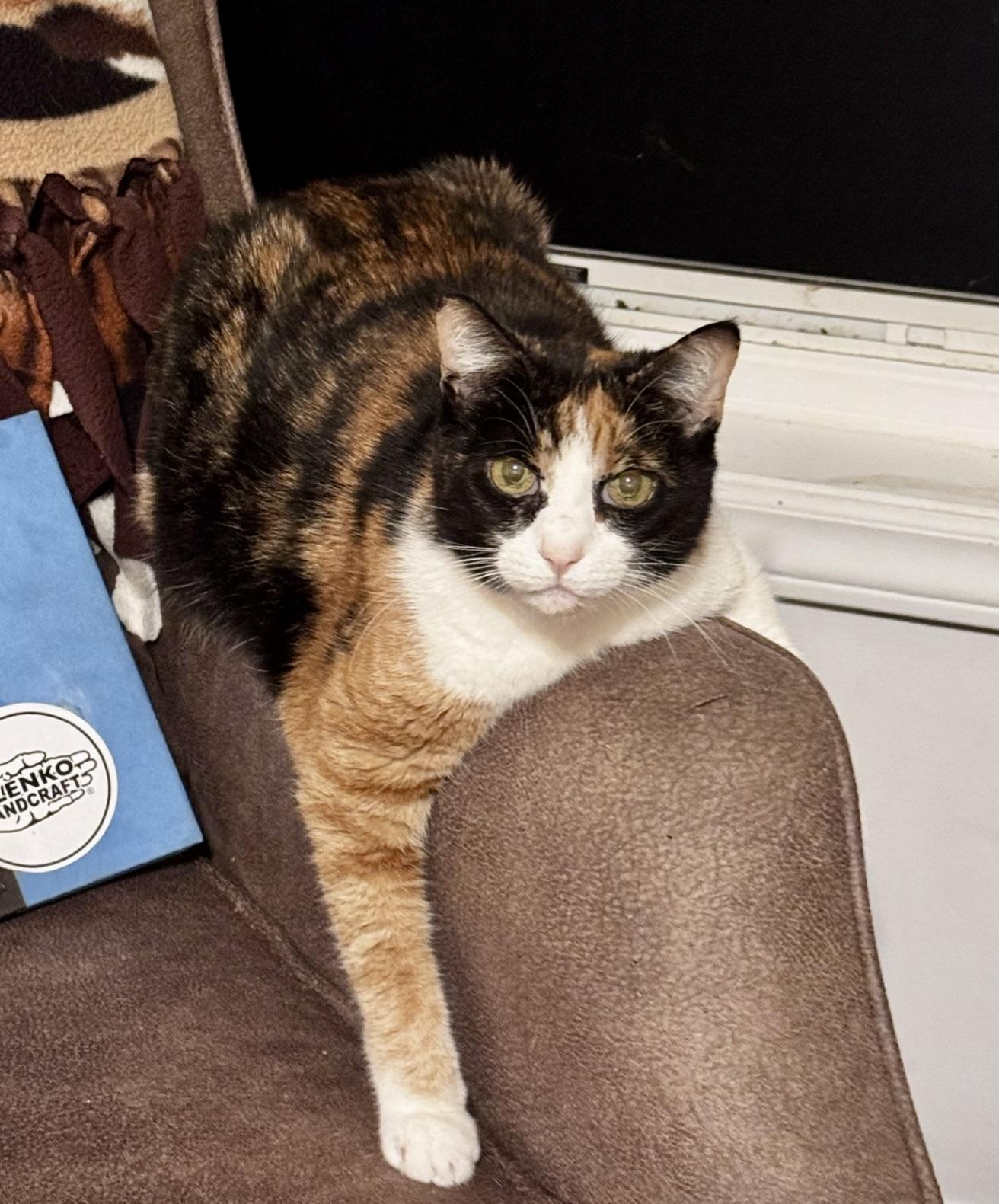 Enlarge Princess, a Adoptable Calico in BLACK MOUNTAIN, NC image 2/3