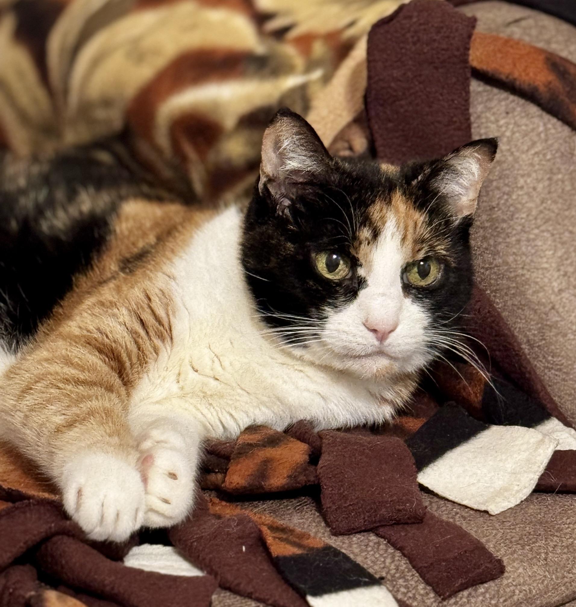 Princess, Adoptable, Senior Female Calico.