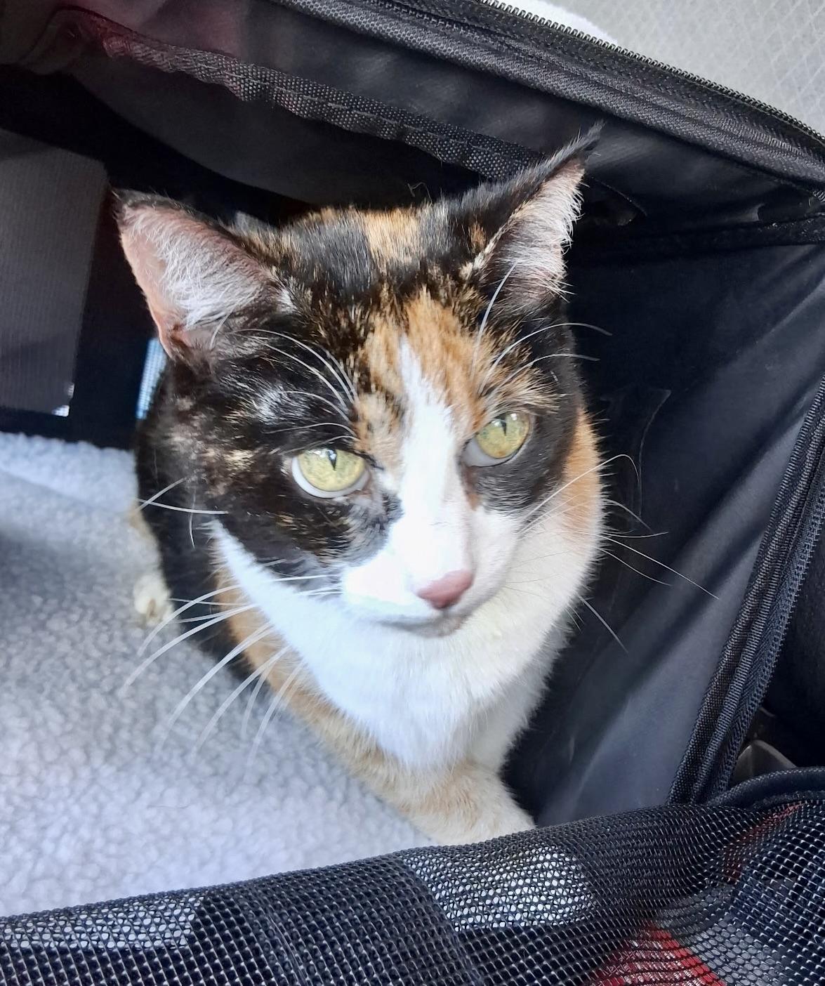 Enlarge Princess, a Adoptable Calico in BLACK MOUNTAIN, NC image 3/3