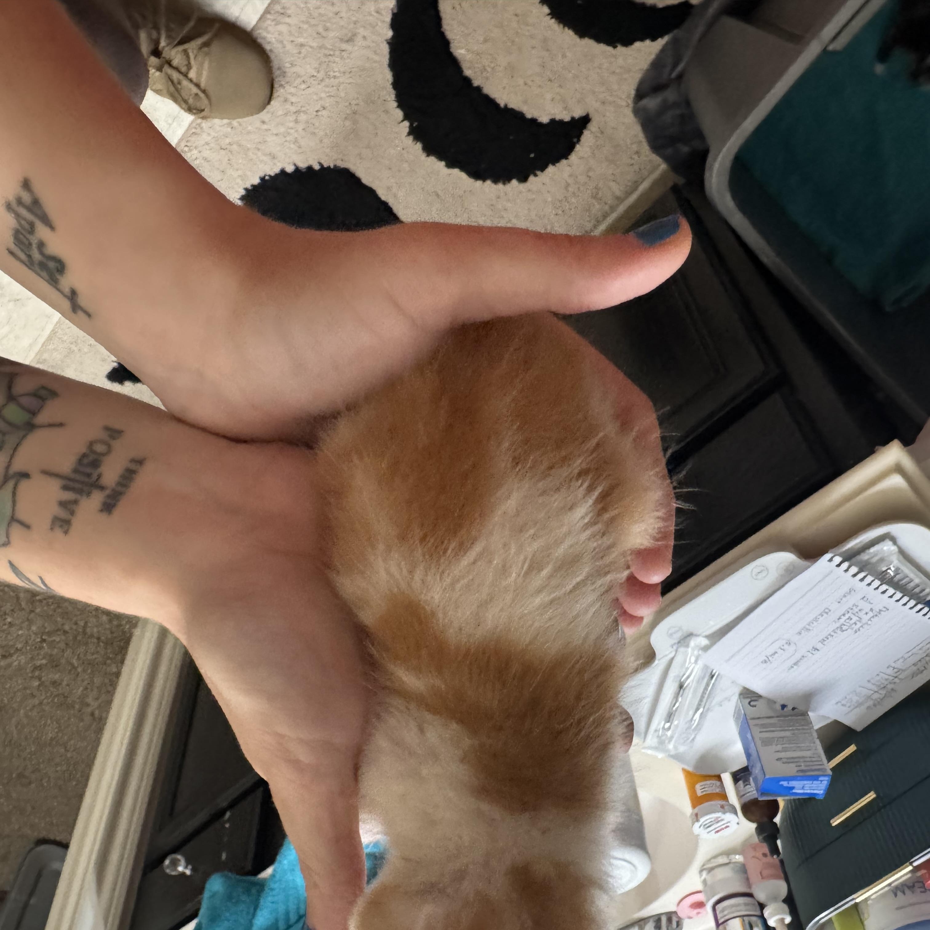Enlarge Biscuit - Available early September, a Adoptable mixed breed in Houston, TX image 3/3