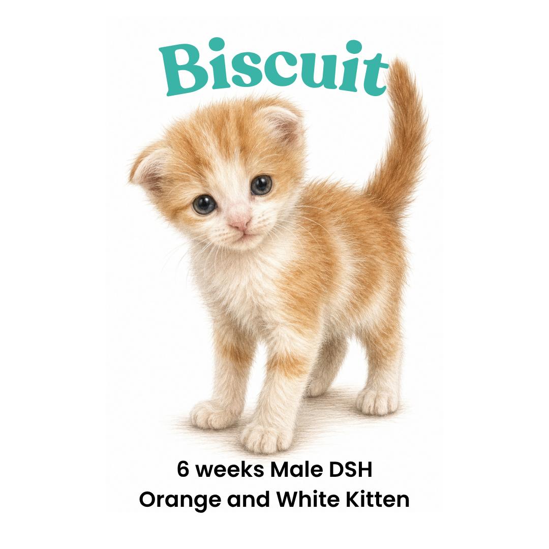 Enlarge Biscuit - Available early September, a Adoptable mixed breed in Houston, TX image 2/3