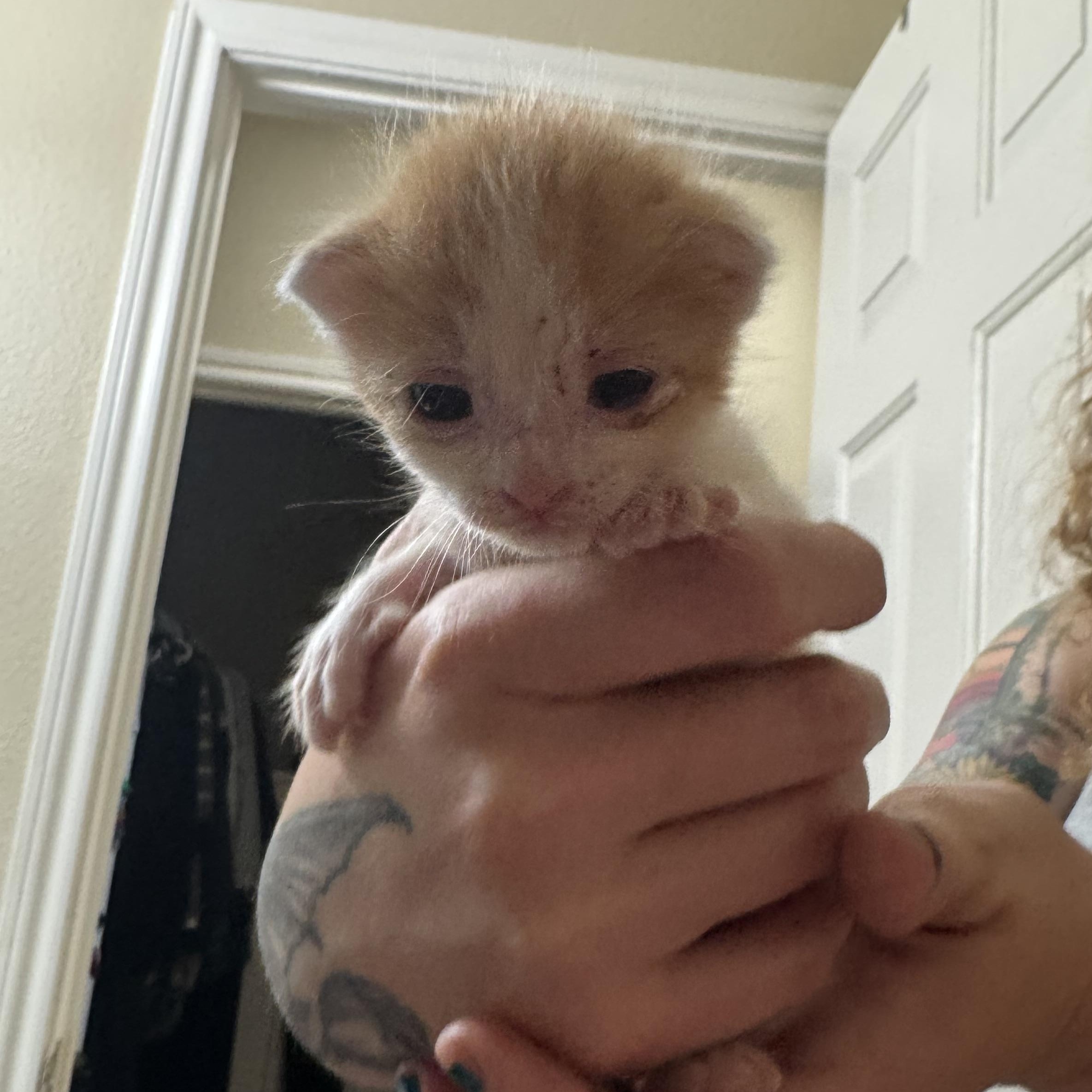 Biscuit - Available early September, Adoptable, Kitten Male Domestic Short Hair.
