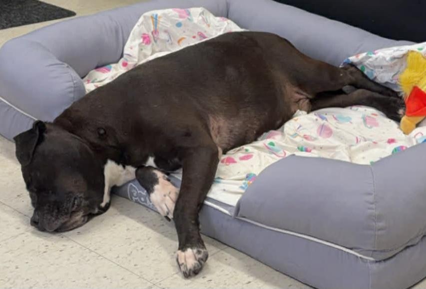 Enlarge Silas! Silly Senior!, an adopted mixed breed in Meriden, CT image 2/6