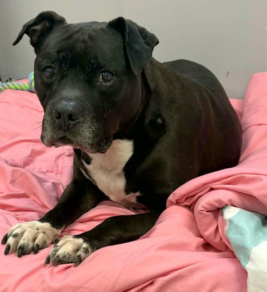 Enlarge Silas! Silly Senior!, an adopted mixed breed in Meriden, CT image 3/6