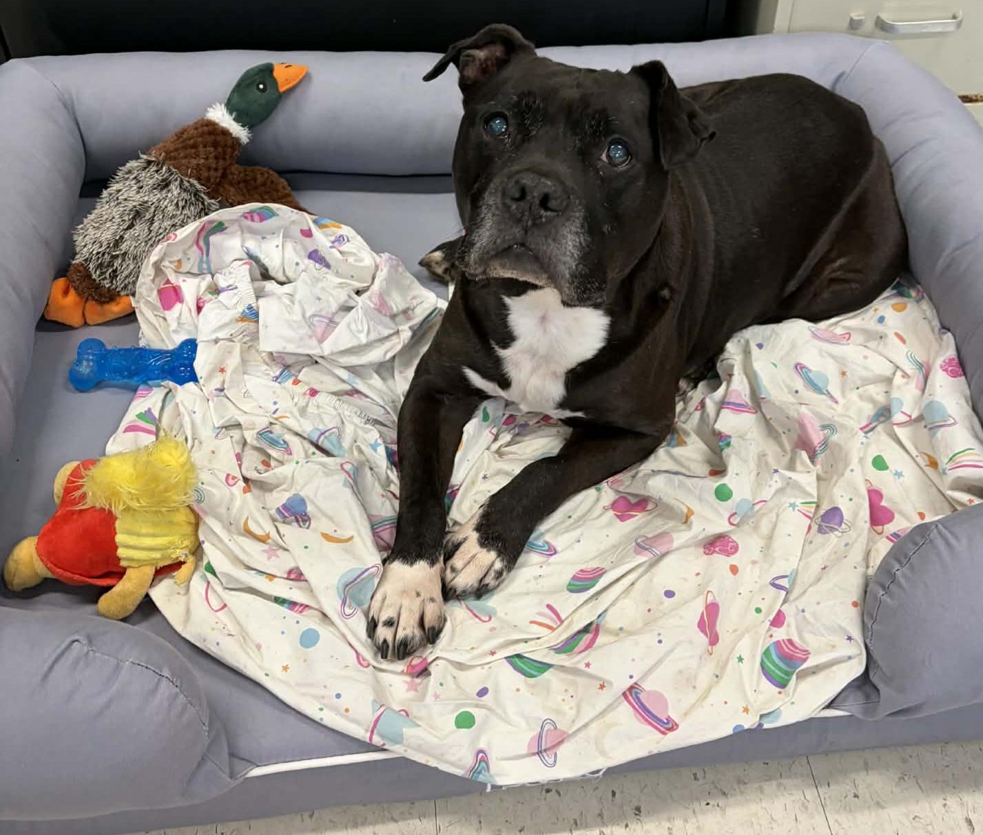 Enlarge Silas! Silly Senior!, an adopted mixed breed in Meriden, CT image 6/6