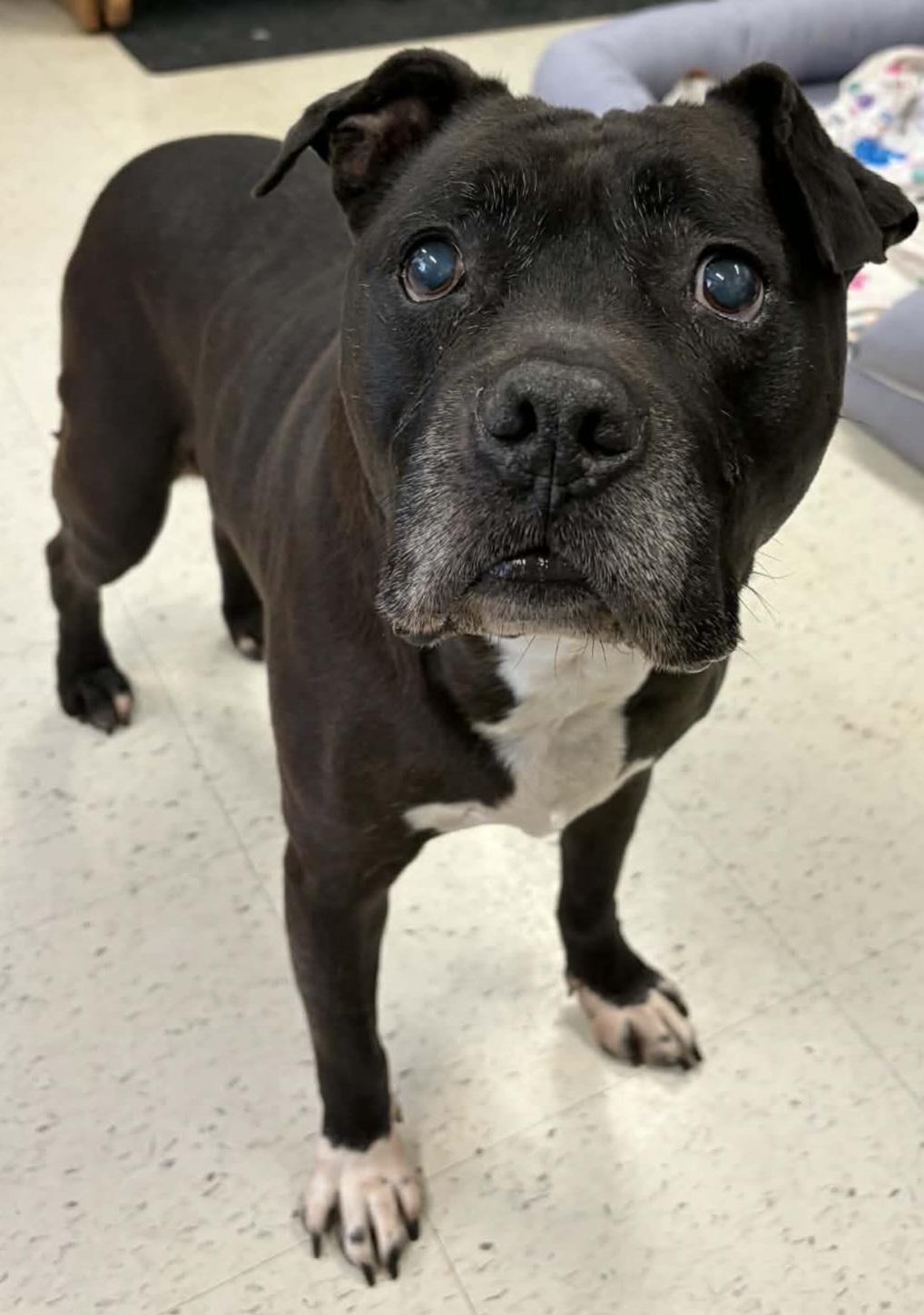 Enlarge Silas! Silly Senior!, an adopted mixed breed in Meriden, CT image 4/6