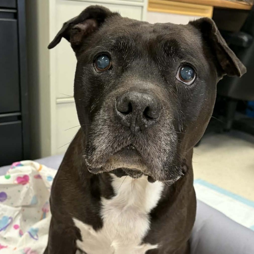 Silas! Silly Senior!, adopted, Senior Male Pit Bull Terrier & Terrier.