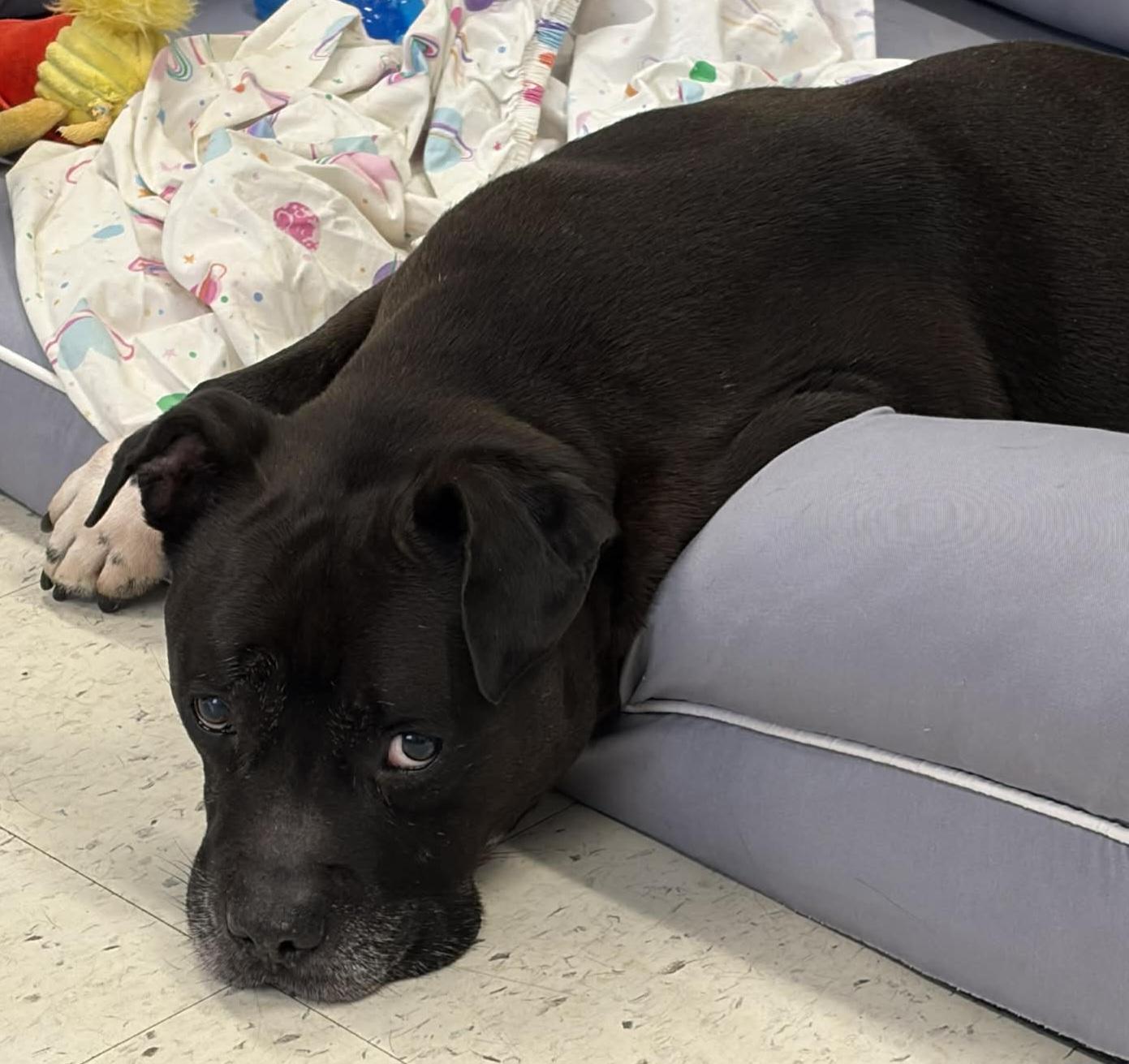 Enlarge Silas! Silly Senior!, an adopted mixed breed in Meriden, CT image 5/6