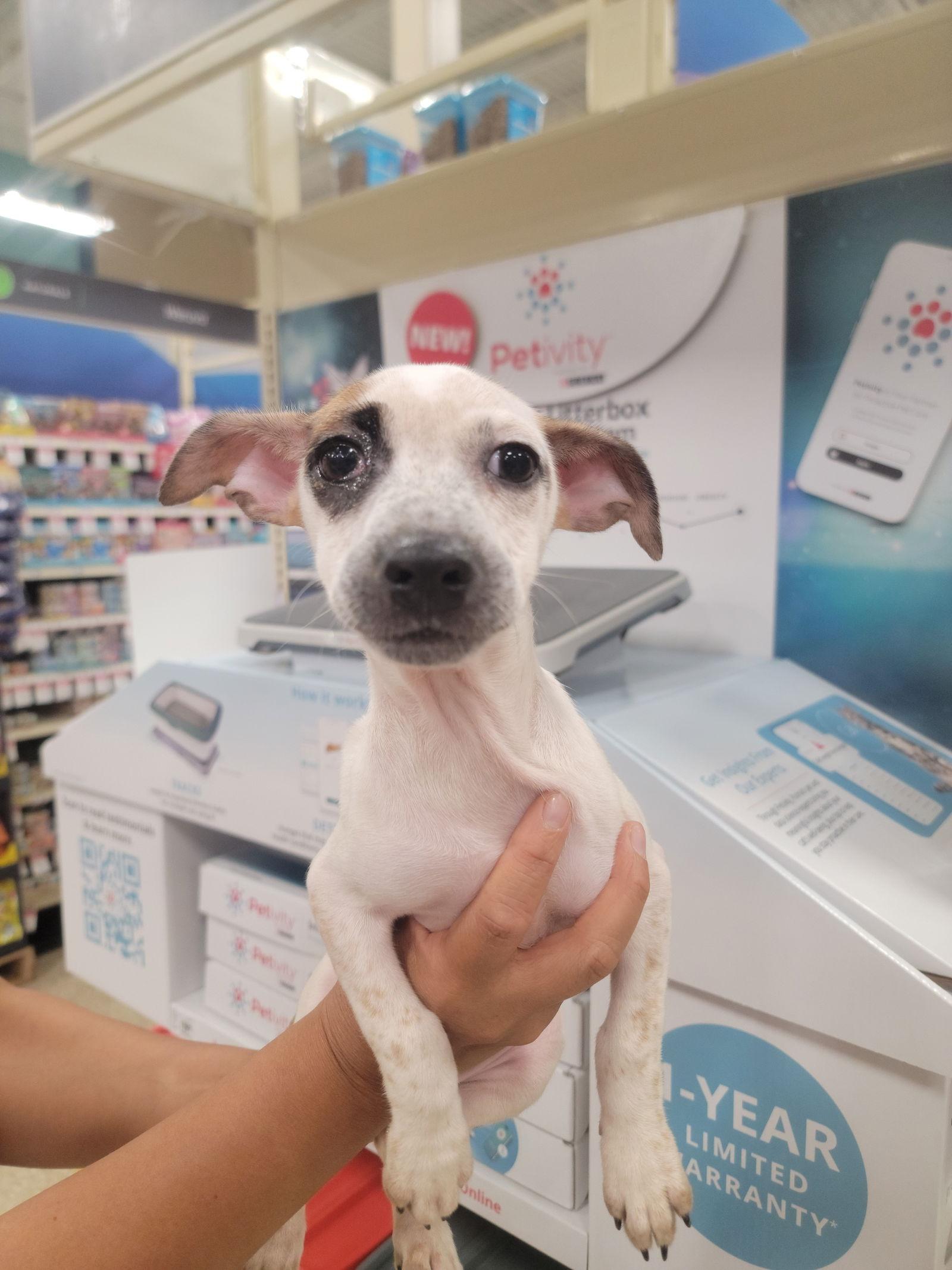 Enlarge nia, a Adoptable mixed breed in San Antonio, TX image 1/1