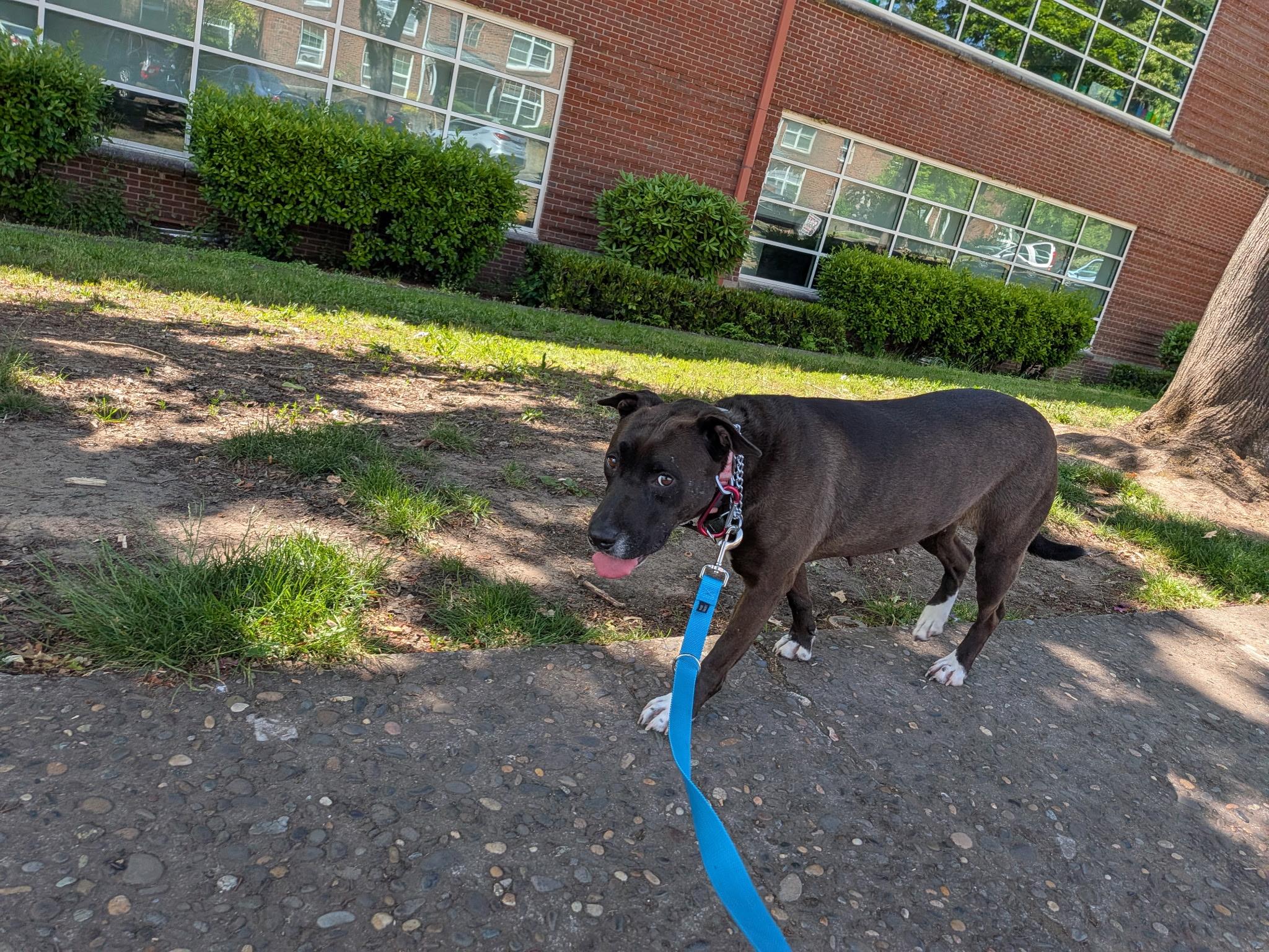 Enlarge Stella, a ADOPTABLE Pit Bull Terrier in La Center, WA image 4/4