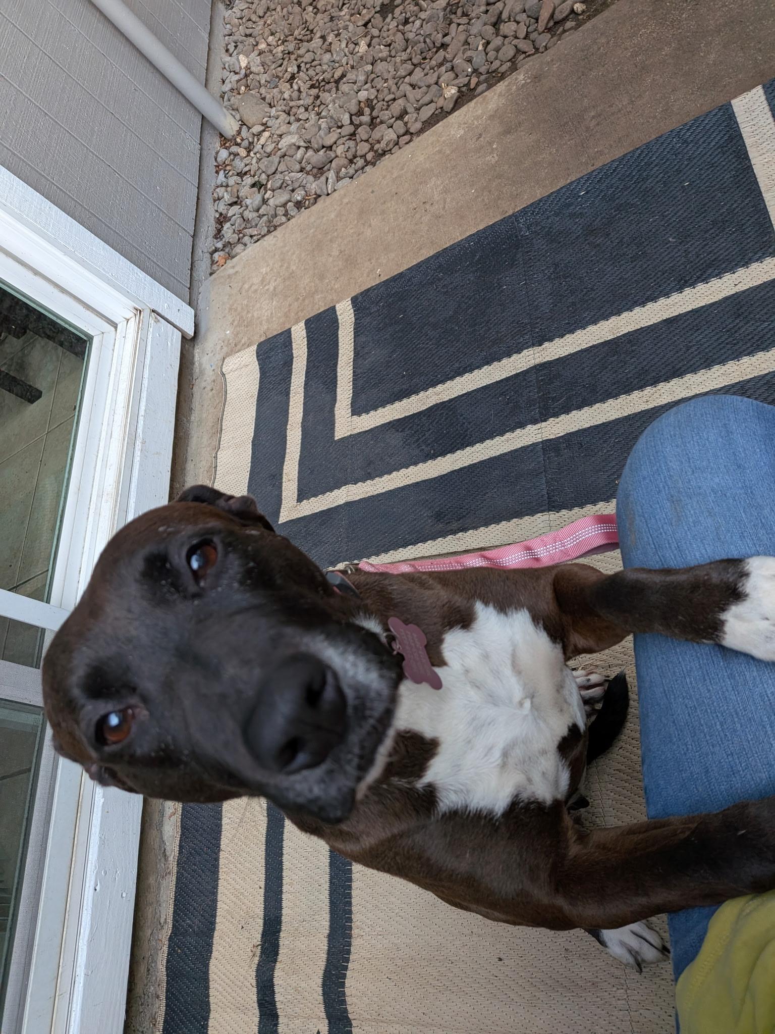 Enlarge Stella, a ADOPTABLE Pit Bull Terrier in La Center, WA image 2/4