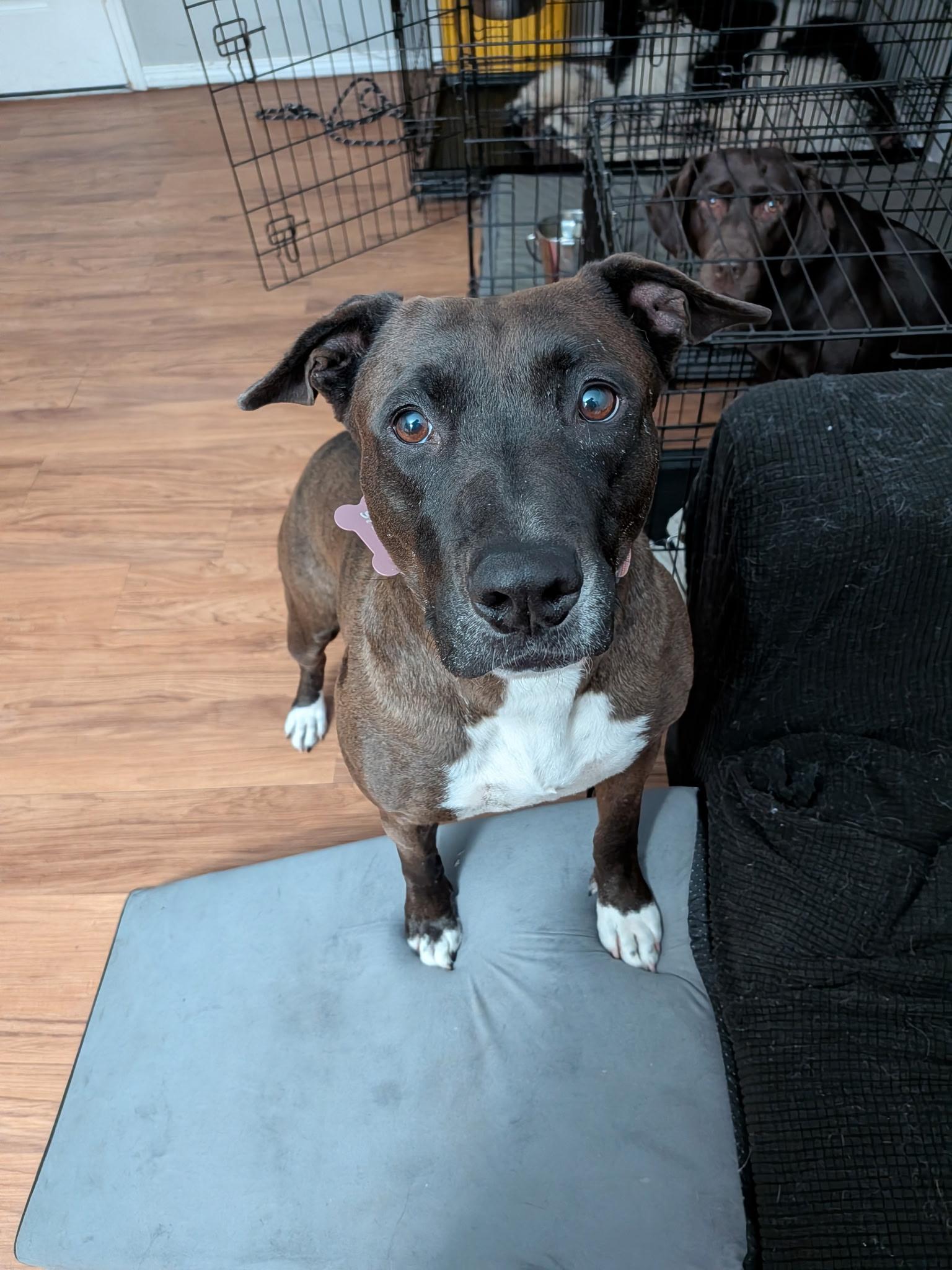 Enlarge Stella, a ADOPTABLE Pit Bull Terrier in La Center, WA image 3/4