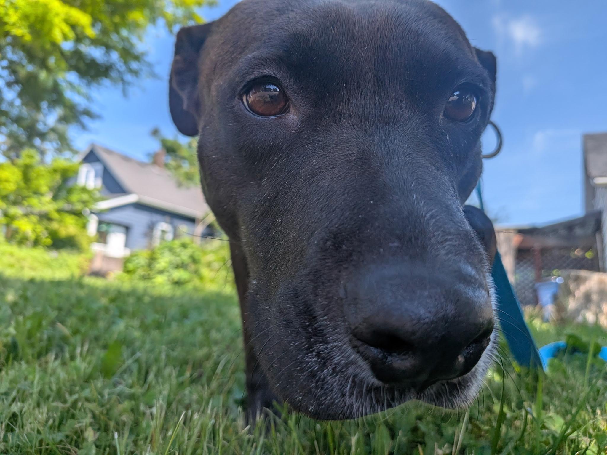 Stella, ADOPTABLE, Adult Female Pit Bull Terrier.