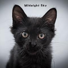 Midnight Sky, Adoptable, Kitten Male Domestic Long Hair.