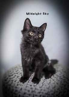 Enlarge Midnight Sky, a Adoptable mixed breed in Davis, CA image 2/3