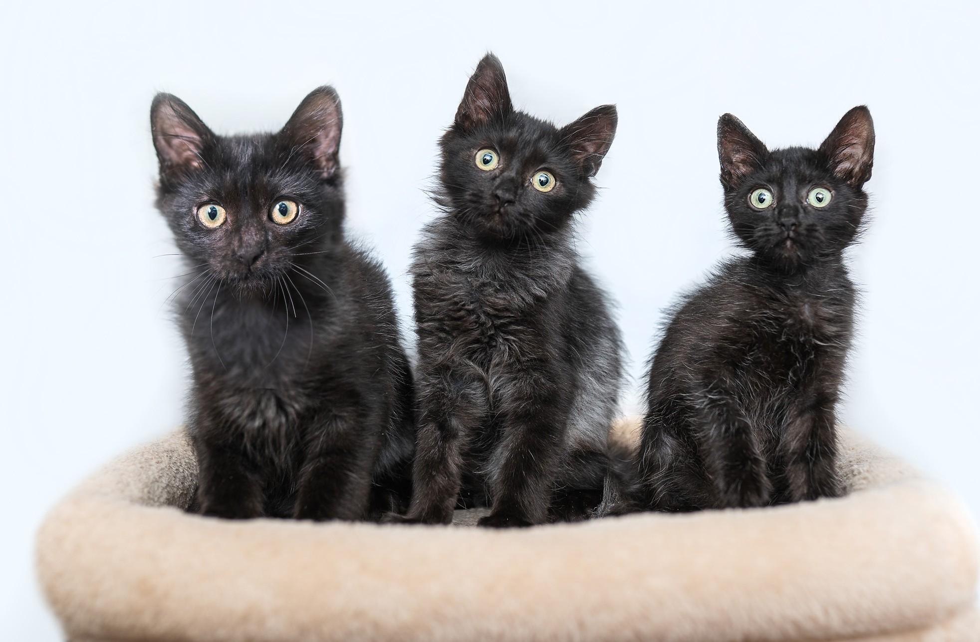Enlarge Midnight Sky, a Adoptable mixed breed in Davis, CA image 3/3