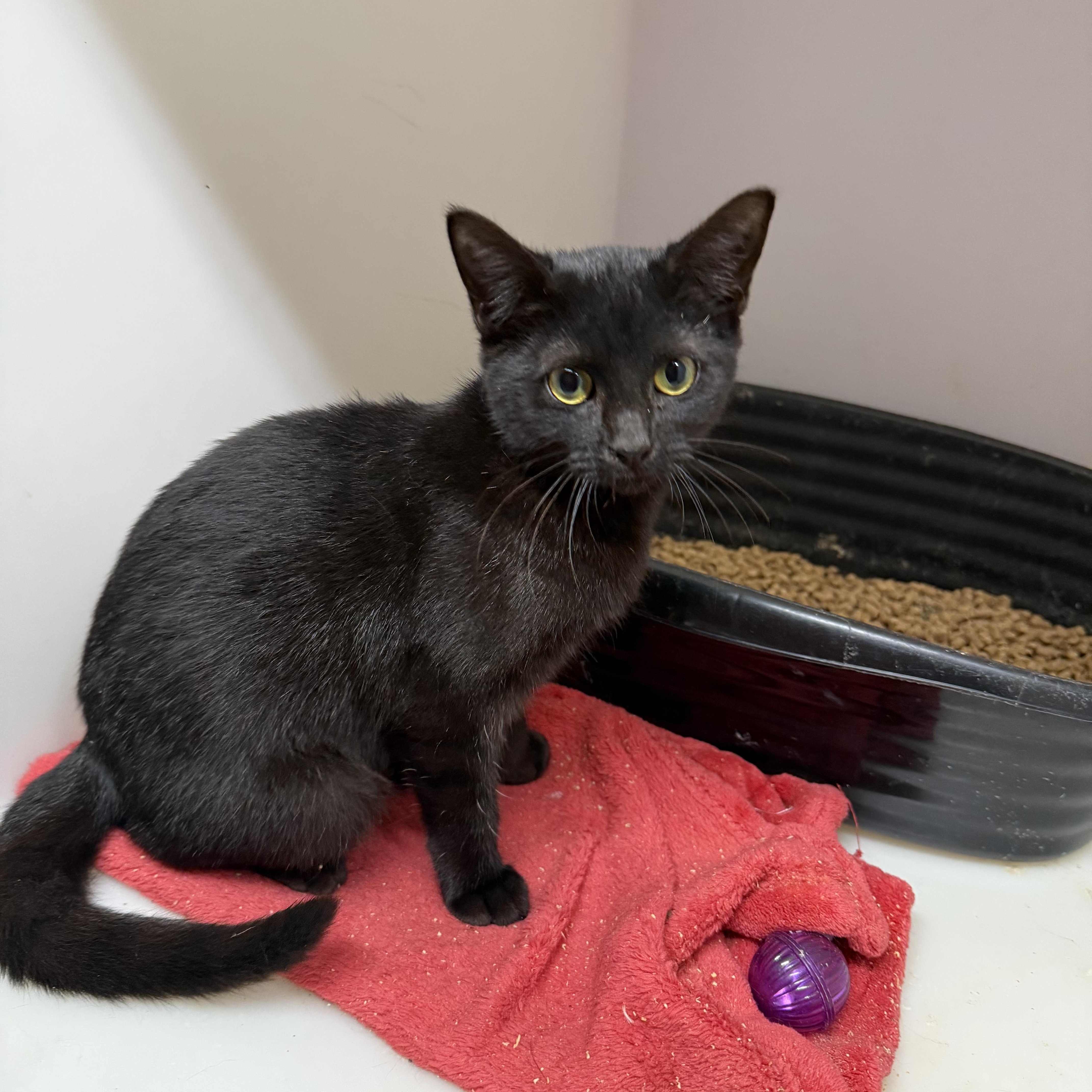 Hocus 11883, Adoptable, Young Female Domestic Short Hair.