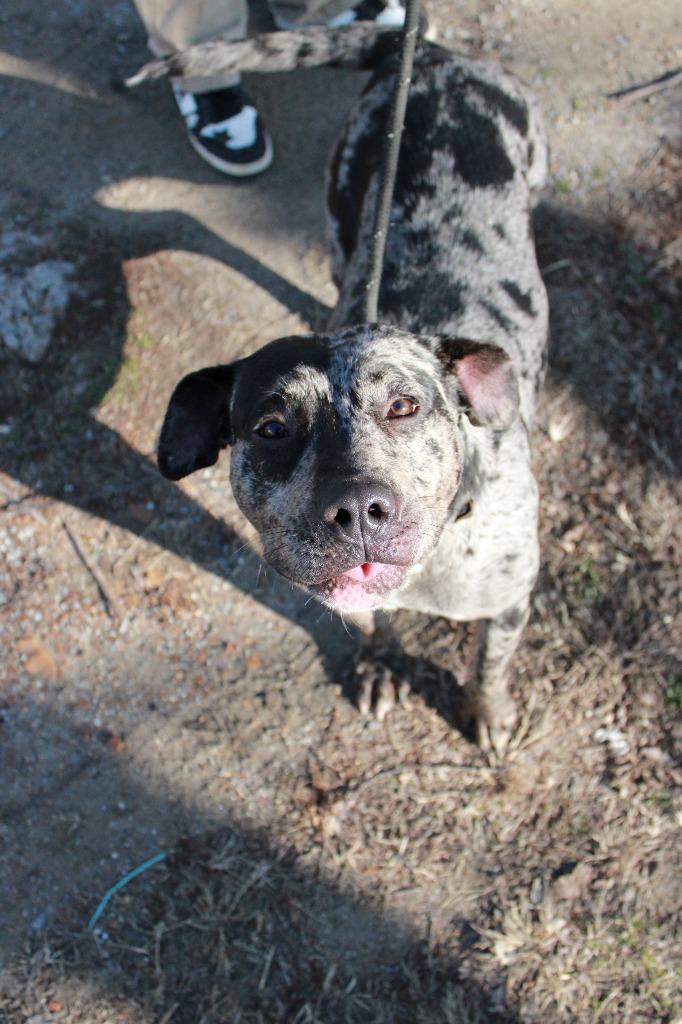 Athena, Adoptable, Young Female Catahoula Leopard Dog & Mixed Breed.
