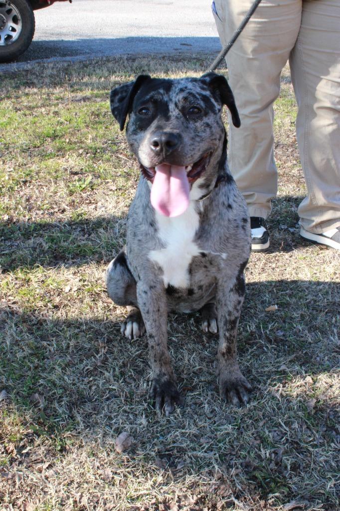Enlarge Athena, a Adoptable mixed breed in Dyersburg, TN image 2/4