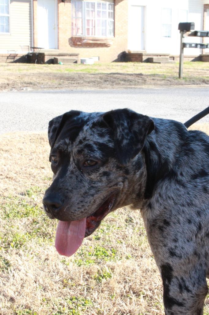 Enlarge Athena, a Adoptable mixed breed in Dyersburg, TN image 3/4