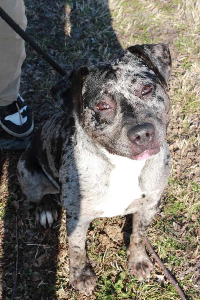 Enlarge Athena, a Adoptable mixed breed in Dyersburg, TN image 4/4