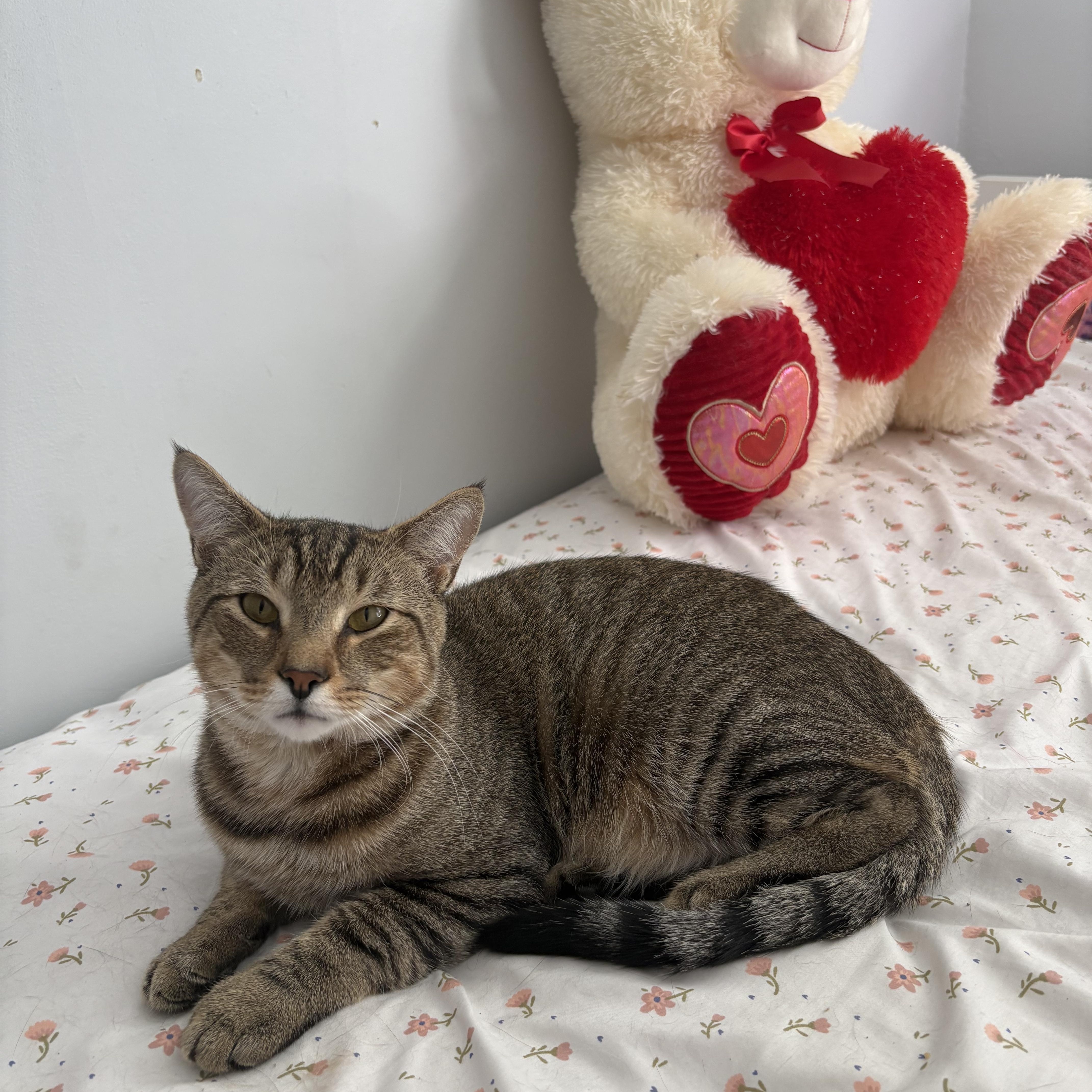 Enlarge Prince, looking for his castle, a Adoptable American Shorthair in Bloomfield, NJ image 1/3