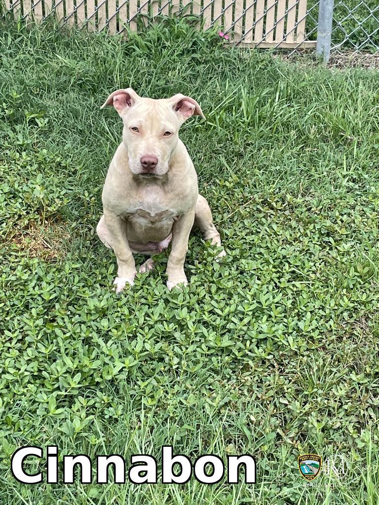 Enlarge Cinnabon, a Adopted Pit Bull Terrier in Rocky Mount, NC image 1/1